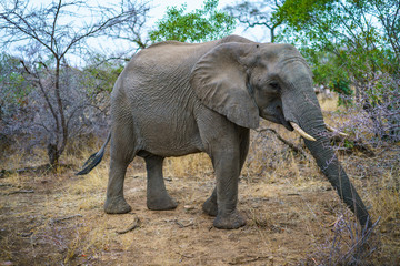 Fototapeta premium elephant in kruger national park, mpumalanga, south africa 32
