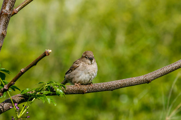 the fat Sparrow perched on a tree branch