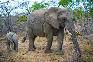 Fototapeta na wymiar elephants with baby elephant in kruger national park, mpumalanga, south africa 11
