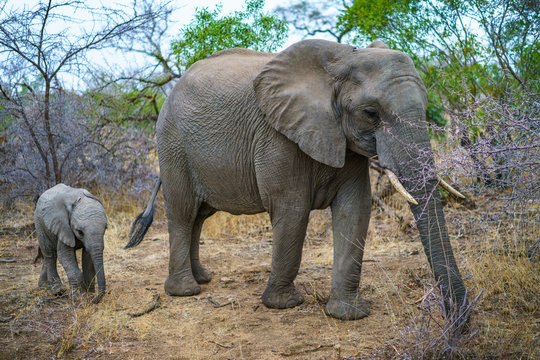 elephants with baby elephant in kruger national park, mpumalanga, south africa 11