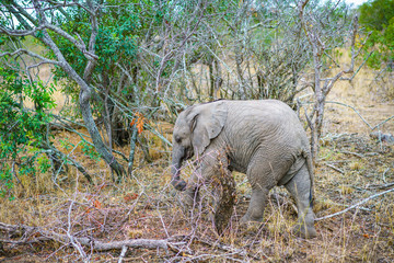 Obraz na płótnie Canvas baby elephant in kruger national park, mpumalanga, south africa 43