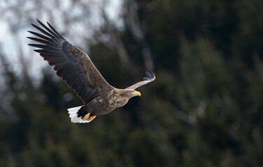 Adult White tailed eagle in flight. Mountain green forest background. Scientific name: Haliaeetus albicilla, also known as the ern, erne, gray eagle, Eurasian sea eagle and white-tailed sea-eagle.