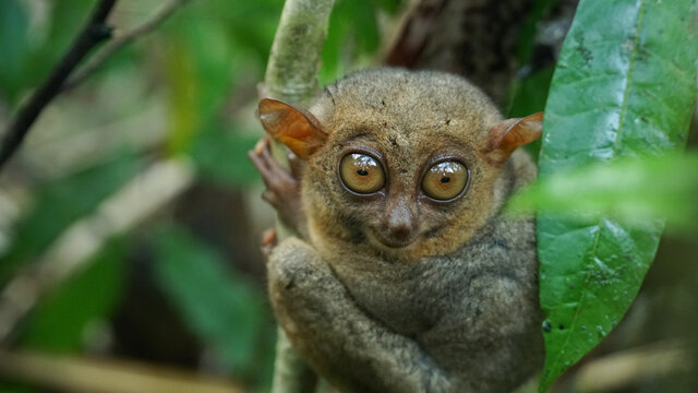 "Philippine Tarsier" Images – Browse 216 Stock Photos, Vectors, and ...