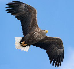 Adult white tailed eagle in flight. Blue sky background. Scientific name: Haliaeetus albicilla, also known as the ern, erne, gray eagle, Eurasian sea eagle and white-tailed sea-eagle.