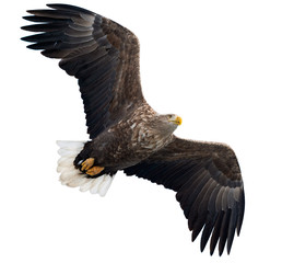 Adult White tailed eagle in flight. Isolated on White background. Scientific name: Haliaeetus albicilla, also known as the ern, erne, gray eagle, Eurasian sea eagle and white-tailed sea-eagle.
