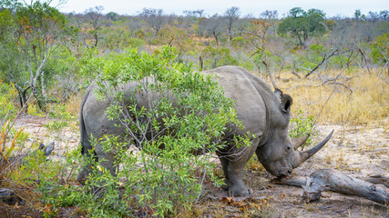 white rhino in kruger national park, mpumalanga, south africa 70