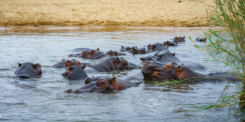 Fototapeta premium hippos in kruger national park, mpumalanga, south africa 4