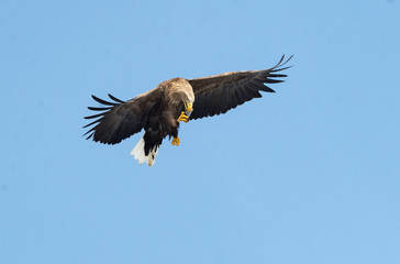 Adult White-tailed eagle with fish in flight. Blue sky background. Scientific name: Haliaeetus albicilla, the ern, erne, gray eagle, Eurasian sea eagle and white-tailed sea-eagle.