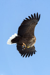 Adult White-tailed eagle with fish in flight. Blue sky background. Scientific name: Haliaeetus albicilla, the ern, erne, gray eagle, Eurasian sea eagle and white-tailed sea-eagle.