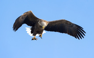 Adult White-tailed eagle with fish in flight. Blue sky background. Scientific name: Haliaeetus albicilla, the ern, erne, gray eagle, Eurasian sea eagle and white-tailed sea-eagle.