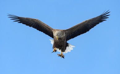 Adult White-tailed eagle with fish in flight. Blue sky background. Scientific name: Haliaeetus albicilla, the ern, erne, gray eagle, Eurasian sea eagle and white-tailed sea-eagle.
