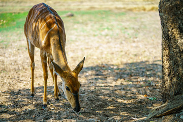 kudu in kruger national park, mpumalanga, south africa 5