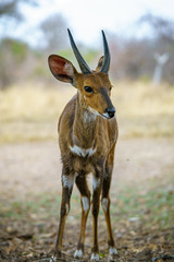 bushbuck in kruger national park, mpumalanga, south africa 2