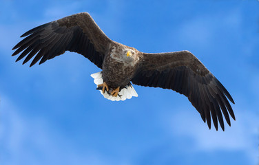 Adult White-tailed eagle with fish in flight. Blue sky background. Scientific name: Haliaeetus albicilla, the ern, erne, gray eagle, Eurasian sea eagle and white-tailed sea-eagle.