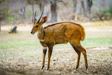 bushbuck in kruger national park, mpumalanga, south africa 7
