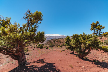 Fototapeta premium Familly trekking in high mountain of the Aït Bouguemez valley in Morocco