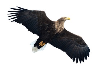 Adult White tailed eagle in flight. Isolated on White background. Scientific name: Haliaeetus albicilla, also known as the ern, erne, gray eagle, Eurasian sea eagle and white-tailed sea-eagle.