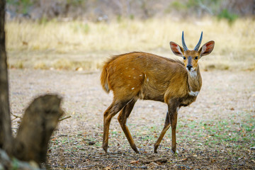 bushbuck in kruger national park, mpumalanga, south africa 14