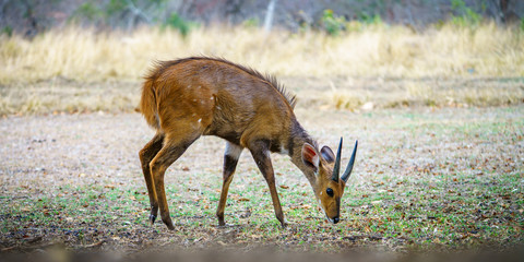 bushbuck in kruger national park, mpumalanga, south africa 15