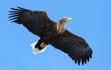 Adult white tailed eagle in flight. Blue sky background. Scientific name: Haliaeetus albicilla, also known as the ern, erne, gray eagle, Eurasian sea eagle and white-tailed sea-eagle.
