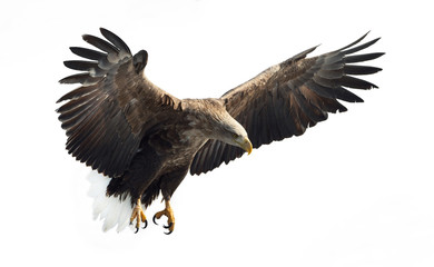 Adult White tailed eagle in flight. Isolated on White background. Scientific name: Haliaeetus albicilla, also known as the ern, erne, gray eagle, Eurasian sea eagle and white-tailed sea-eagle.