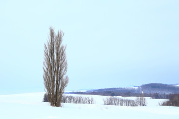 北海道　冬のケンとメリーの木