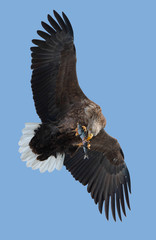 Adult White-tailed eagle with fish in flight. Blue sky background. Scientific name: Haliaeetus albicilla, the ern, erne, gray eagle, Eurasian sea eagle and white-tailed sea-eagle.