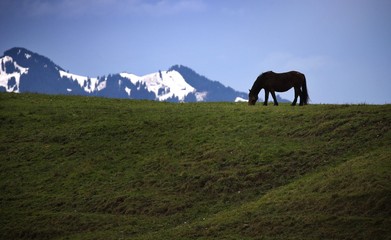 Cheval dans la pature  © xlatlantique