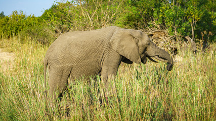 Naklejka na ściany i meble elephant in kruger national park, mpumalanga, south africa 24