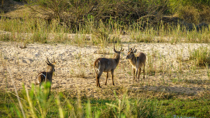 Naklejka na ściany i meble waterbucks in kruger national park, mpumalanga, south africa 1