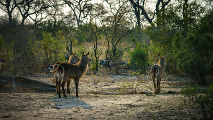 waterbucks in kruger national park, mpumalanga, south africa 15