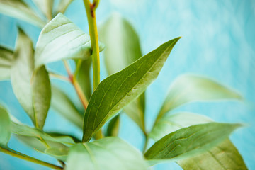Beautiful abstract background with green leaves, foliage on blue background