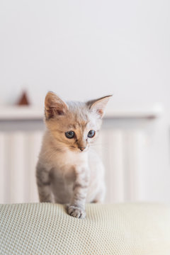 Close-up of cute kitten standing on sofa against wall at home