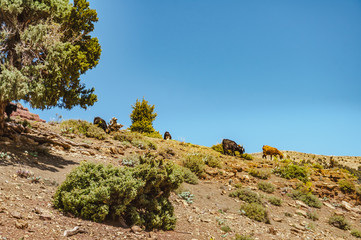 Fototapeta na wymiar Goats in high mountain of the Aït Bouguemez valley in Morocco