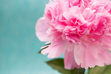 Pink Peony flower on blue background, beautiful card with copy space