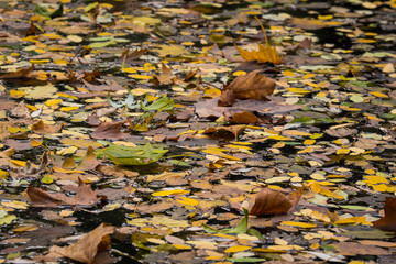Herbstlaub auf Wasser