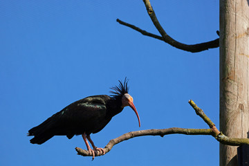 Northern Bald Ibis Branch 2