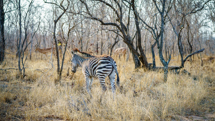 Obraz premium zebras in kruger national park, mpumalanga, south africa 12