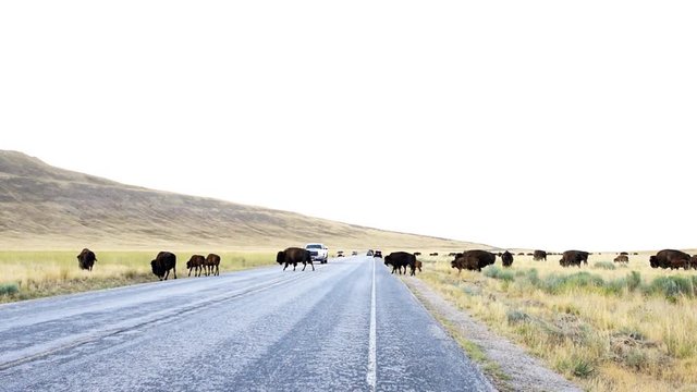 Wide angle view of many wild bison herd crossing road in Antelope Island State Park in Utah in summer with cars waiting