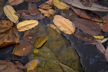Herbstlaub auf Wasser