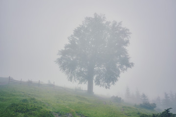 thick morning fog in the summer forest. thick morning fog in the forest at pond. Morning landscape in summer thick fog. dense fog in the morning. early morning. forest hiding in the fog.