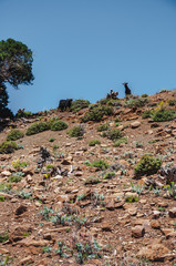 Goats in high mountain of the Aït Bouguemez valley in Morocco