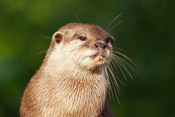 Otter Close Up