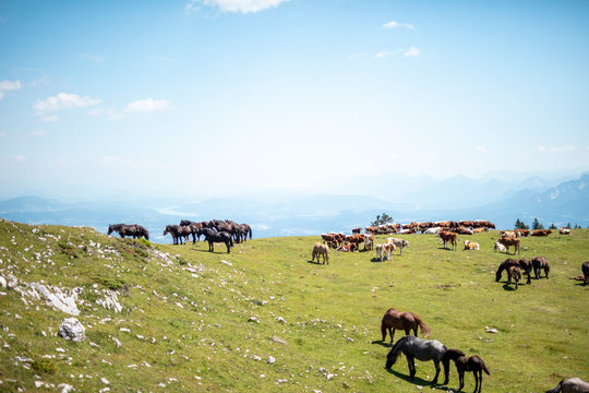 Cows and horses grazing on pasture against sky during sunny day