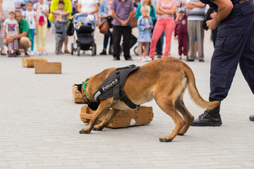 A police dog and his handler during a working dog demonstration. Malinois dog. Search for drugs.
