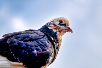 Pigeon Portrait