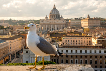 Seagull in Vatican City