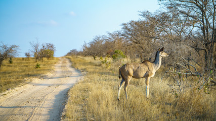 Naklejka na ściany i meble kudu in kruger national park, mpumalanga, south africa 9
