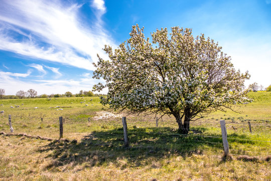 Germany, Schleswig-Holstein, Fehmarn, Fence in front of blossoming tree with sheep grazing in background
