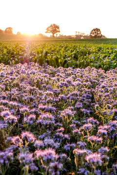 Germany, Schleswig-Holstein, Rettin, Purple flowers growing in field at sunset